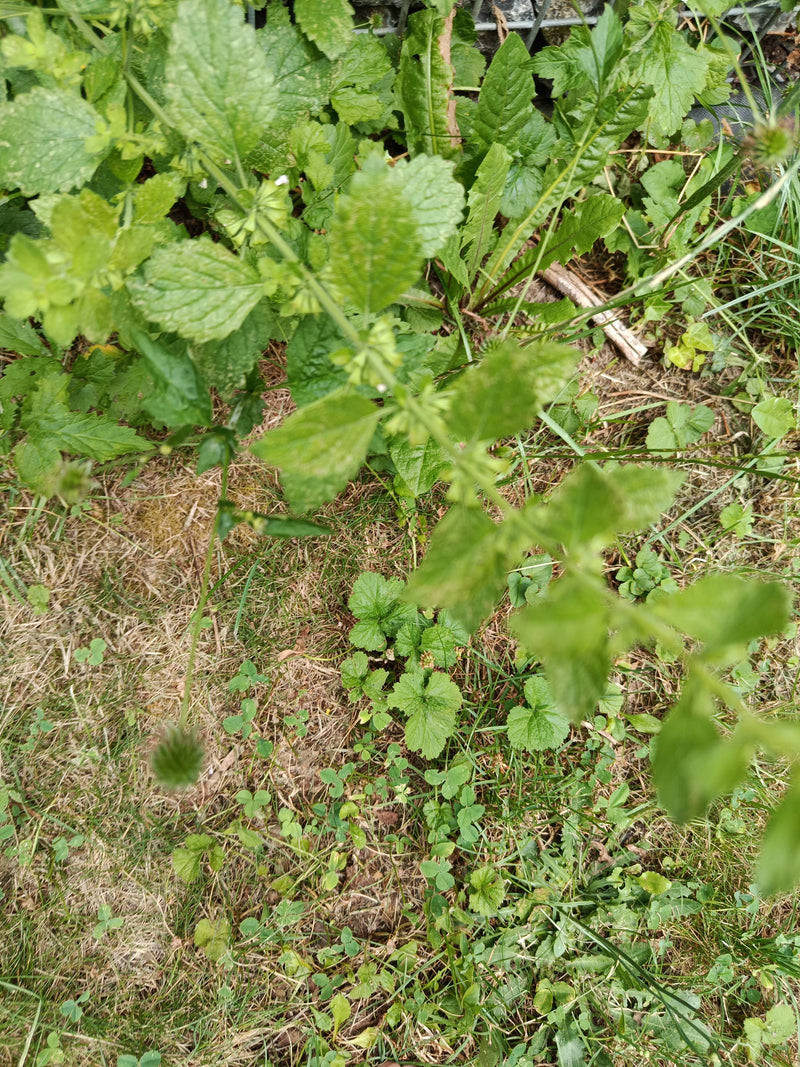Si vede una pianta di melissa con tipiche foglie dentellate che cresce dall'alto in un giardino.