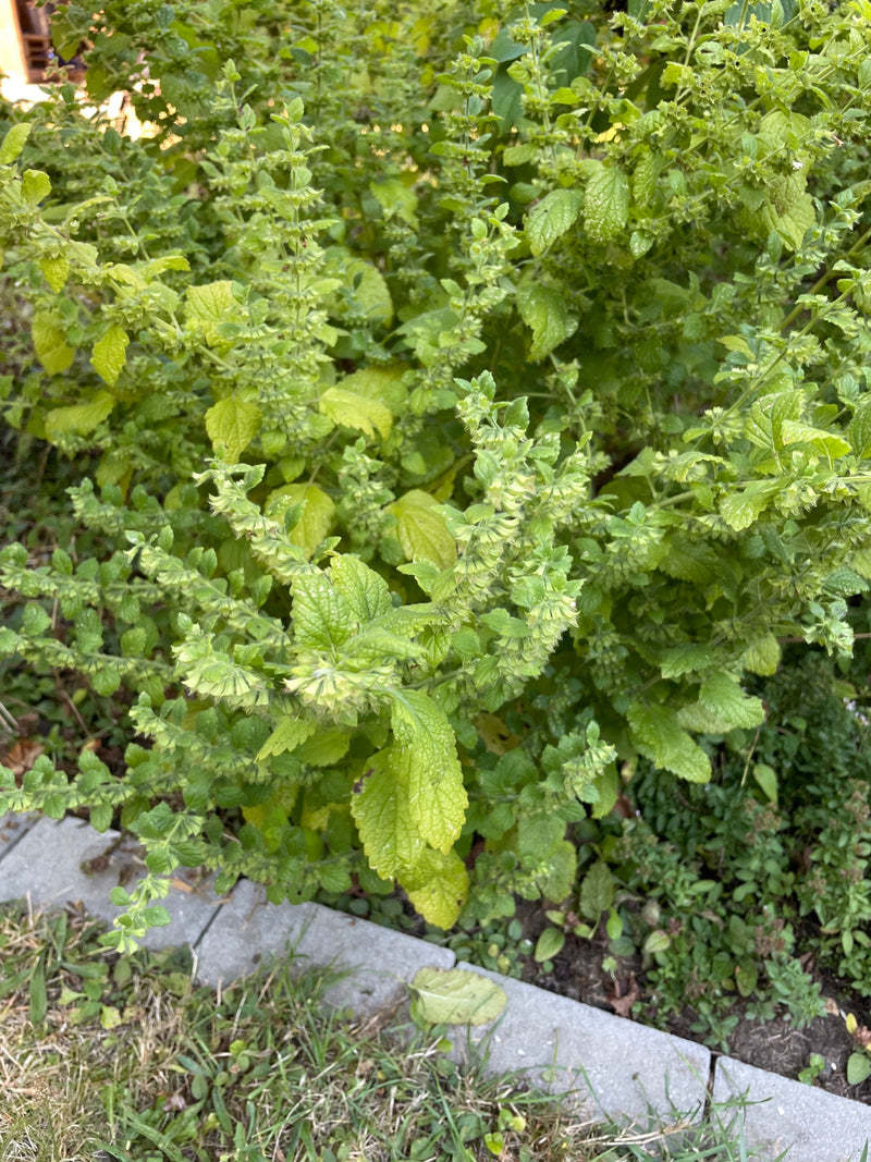 L'immagine mostra una pianta di melissa verde con le sue tipiche foglie dentate e infiorescenze. La pianta cresce in un'aiuola da giardino vicino a un bordo ...
