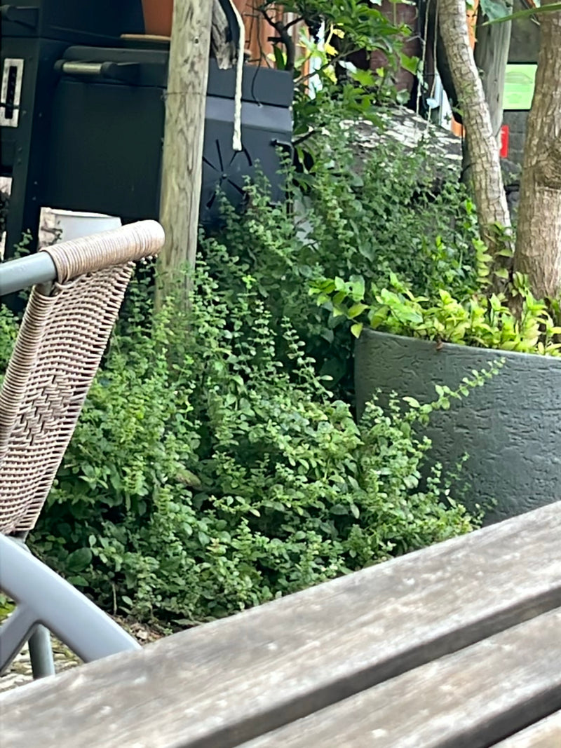 Numerosi germogli e foglie di melissa crescono fitti in un'aiuola da giardino. Sfondo con mobili e fioriere.