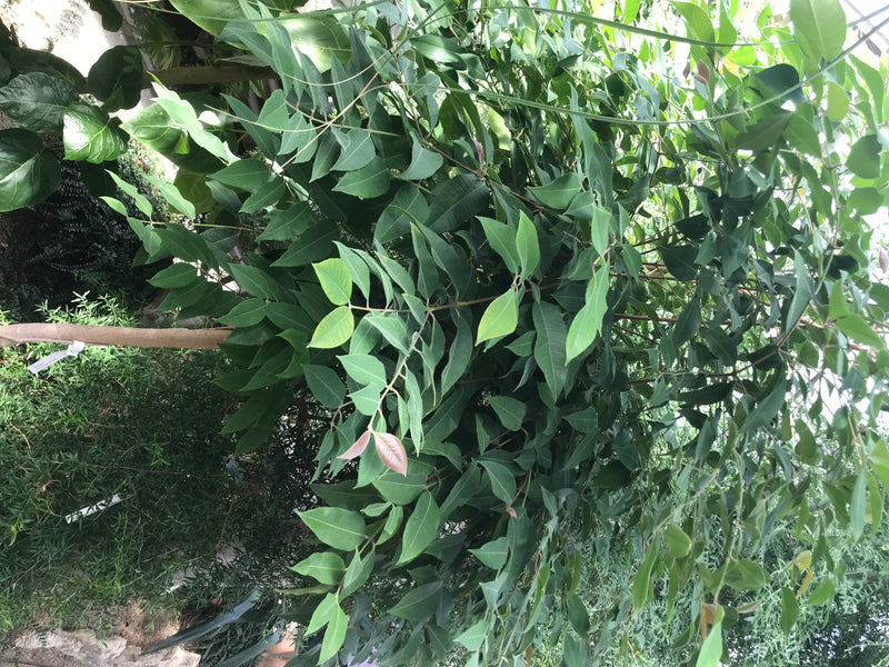 Zitronenmyrte — foto 2 di 2