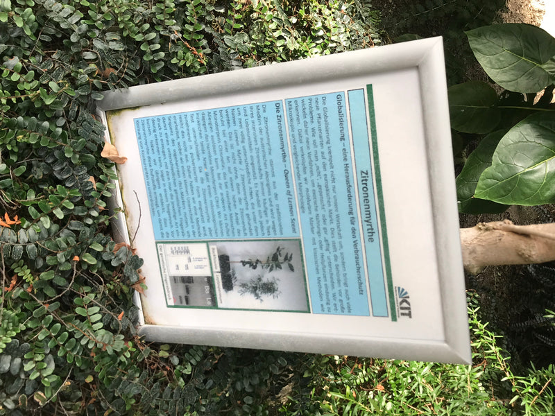 Zitronenmyrte — foto 1 di 2