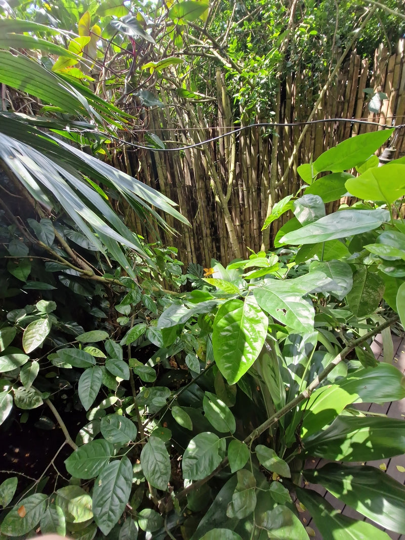 L'immagine mostra foglie verdi di piante di agrumi in un giardino denso e rigoglioso.