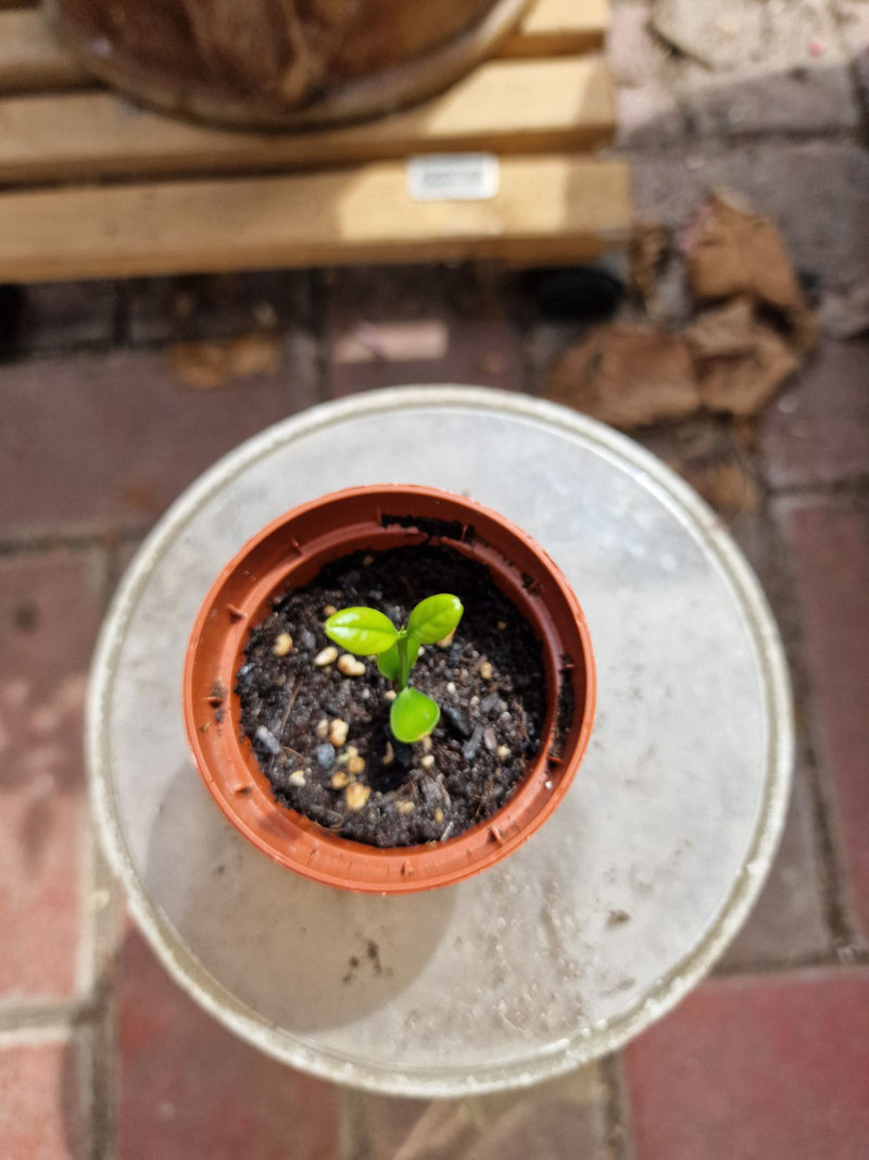 Una piccolissima piantina di agrumi cresce in un piccolo vaso da fiori rotondo. Le giovani foglie verdi si trovano su un gambo delicato in terra scura.
