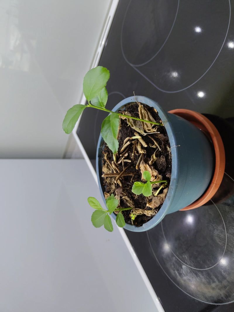 Una giovane pianta di agrumi cresce in un vaso da fiori blu con terra secca e residui vegetali. I piccoli germogli verdi sono chiaramente visibili.
