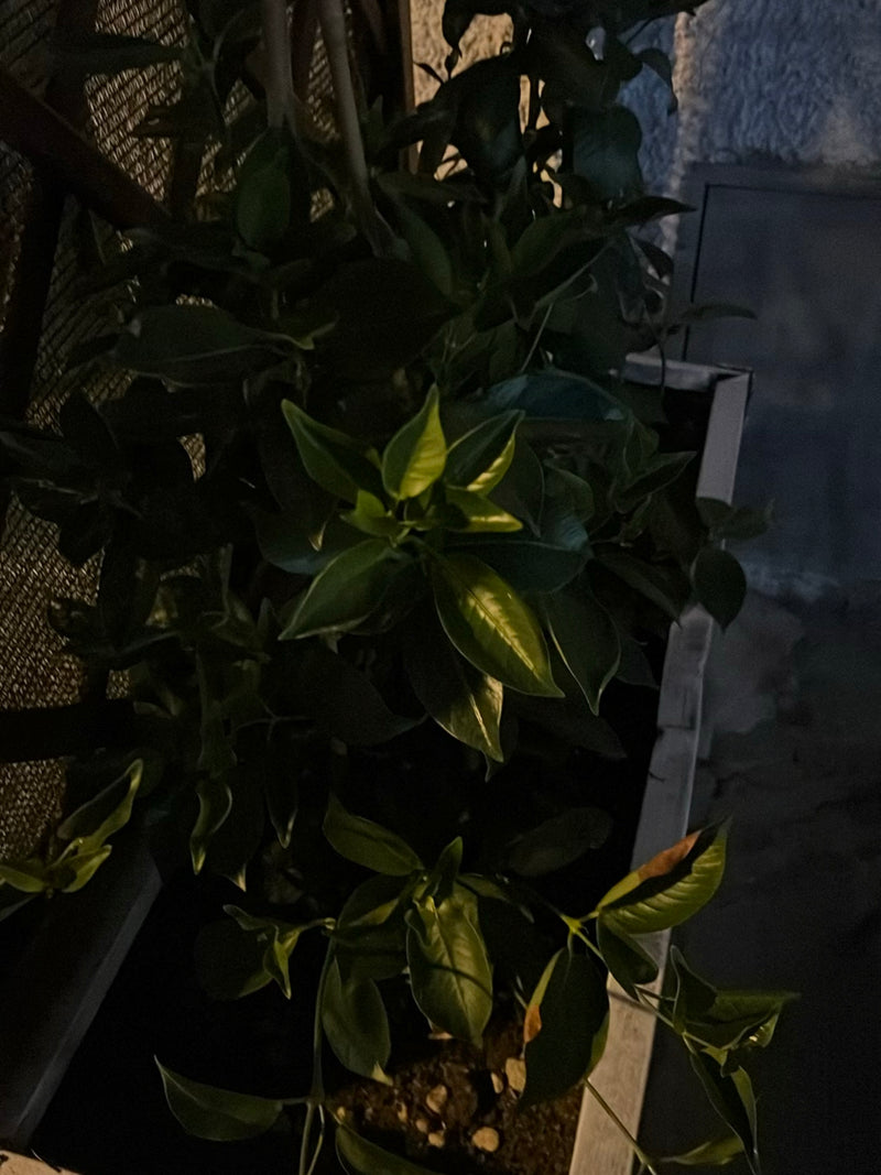 L'immagine mostra le foglie scure e lucide di una pianta di agrumi in un ambiente notturno. La pianta si trova in un vaso.