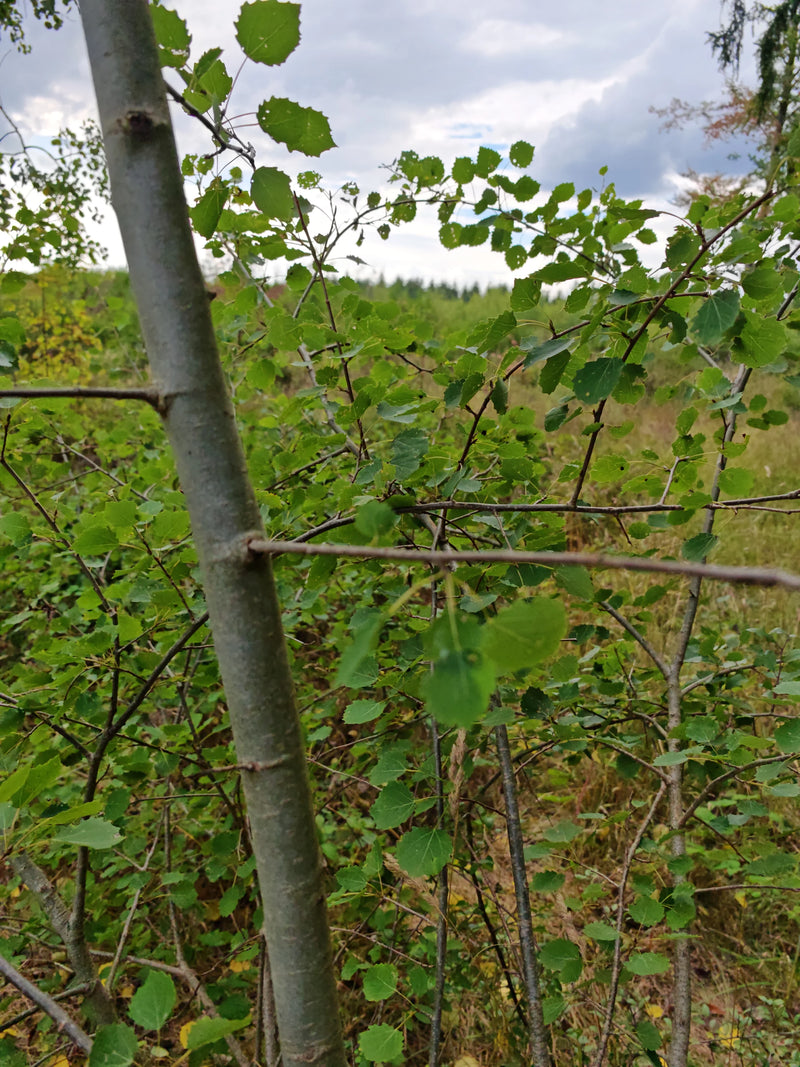 Sono visibili il tronco liscio e il fogliame tipico di un giovane pioppo tremulo. L'immagine mostra l'albero nel suo ambiente naturale ai margini di un bosco.