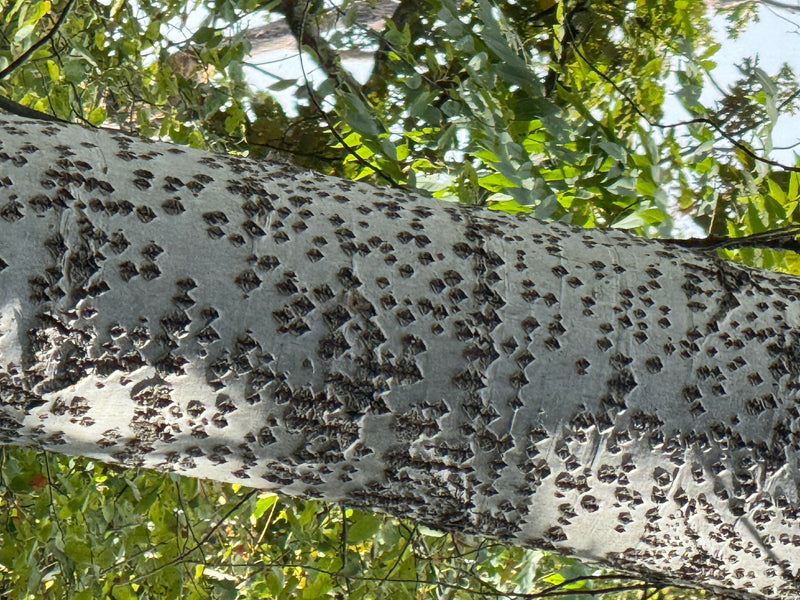 Primo piano del tronco di un albero con la caratteristica corteccia biancastra e prominenti lenticelle scure a forma di diamante su sfondo di fogliame verde.