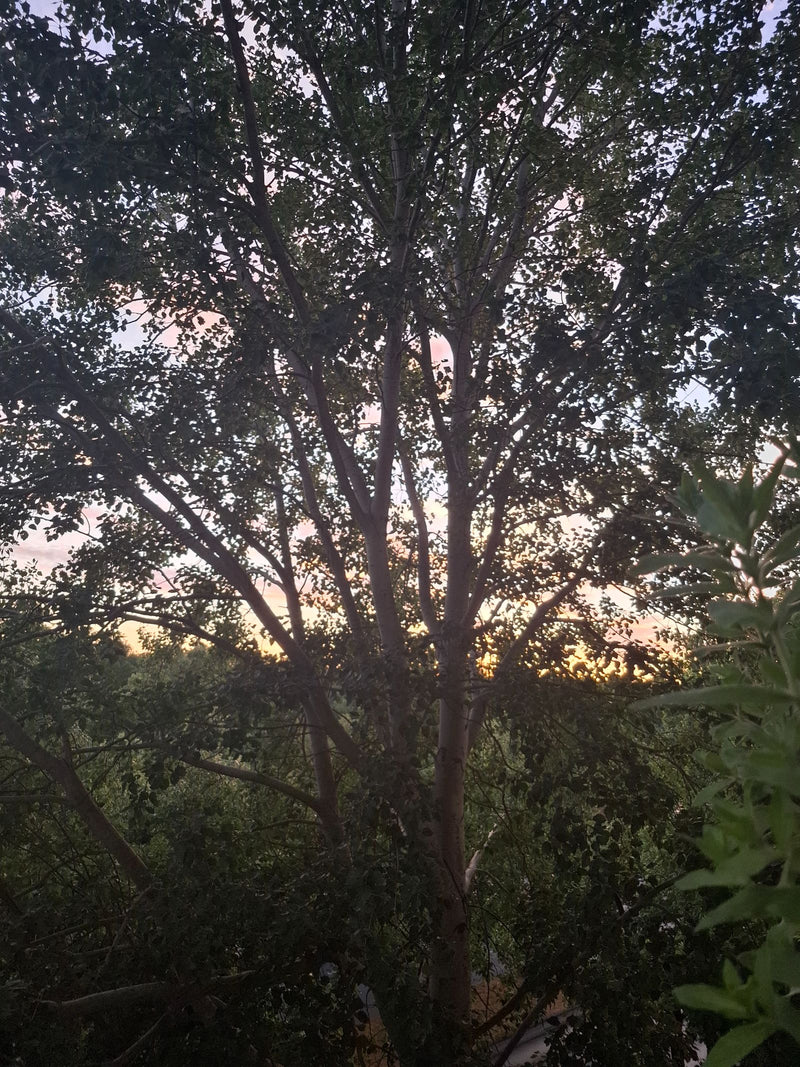 L'immagine mostra un albero deciduo adulto con una chioma densa su uno sfondo di cielo crepuscolare. È un pioppo tremulo.