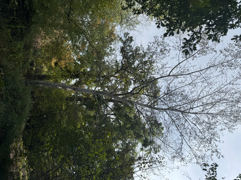 Sguardo dal basso verso la chioma della foresta con un albero alto, probabilmente un pioppo tremulo.