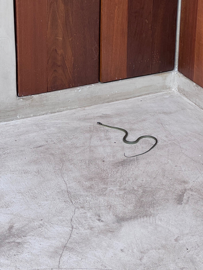 Serpente dell'Ira — Bild 1