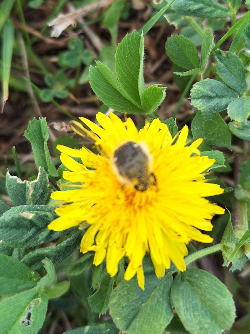 Scarabeo rosa irsuto — Bild 2