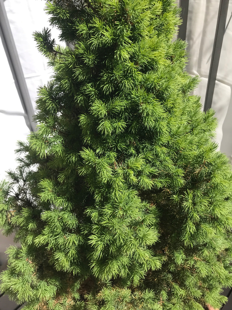 Abete rosso Pan di zucchero — Bild 1
