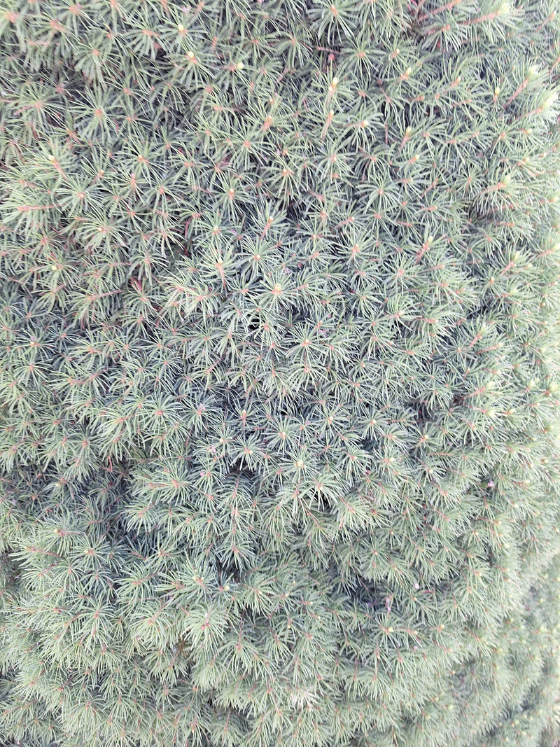 Si vede da vicino il fitto e fine fogliame di un abete bianco del Canada nano. Le caratteristiche aghi verde-azzurro riempiono l'intera inquadratura.