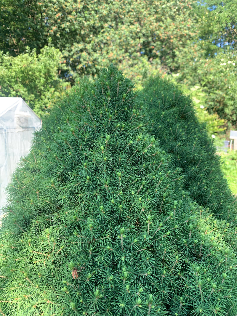 L'immagine mostra la chioma densa e conica di un abete bianco con aghi verde chiaro. È uno scatto ravvicinato da una prospettiva leggermente rialzata in un g...