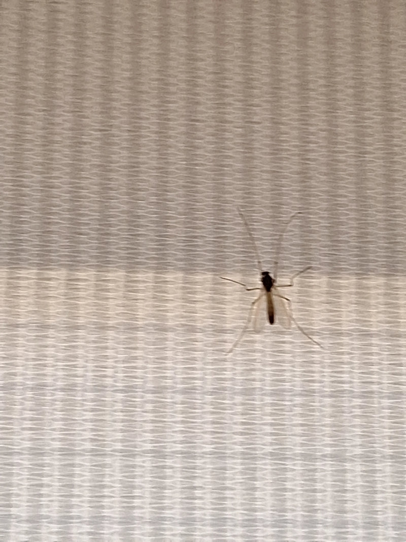 Chironomide — foto 5 di 11