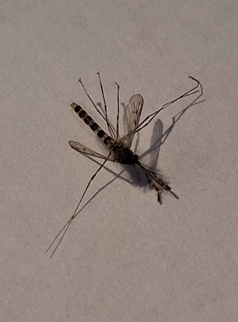 Chironomide — foto 3 di 11