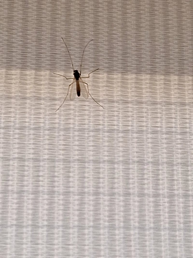 Chironomide — foto 4 di 11