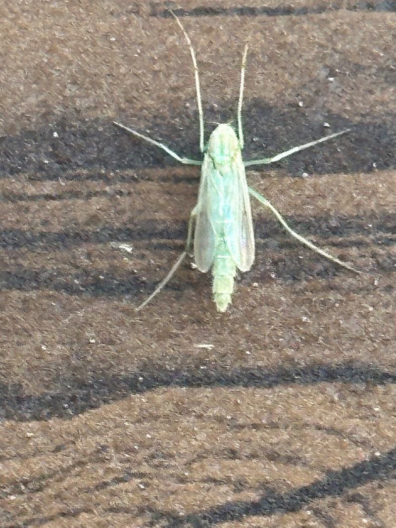 Chironomide — foto 1 di 11