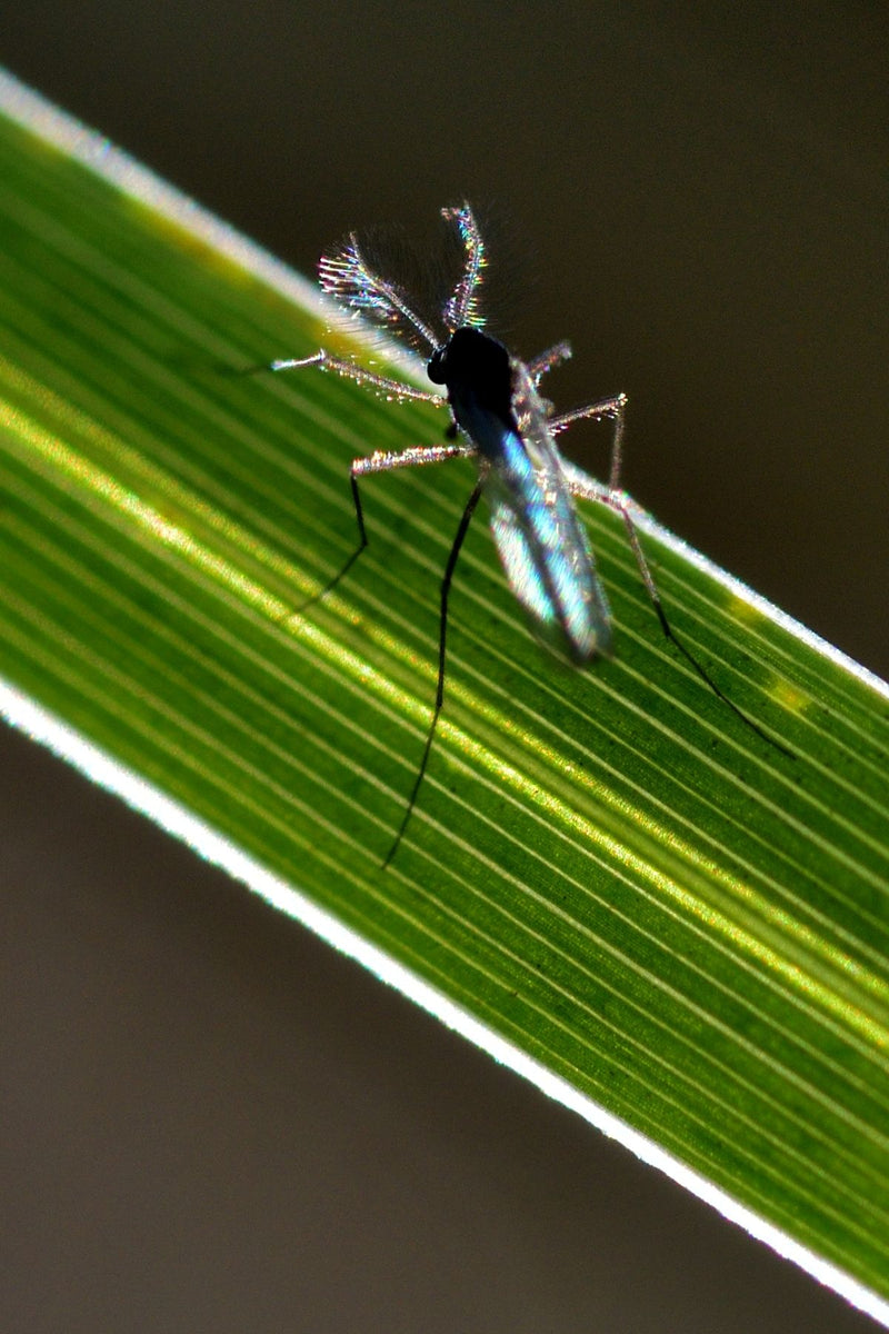 Chironomide — foto 2 di 11