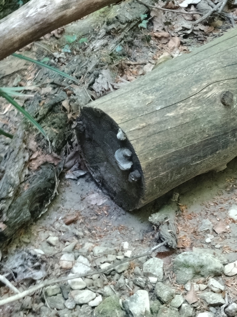 Fungo esca — Bild 1