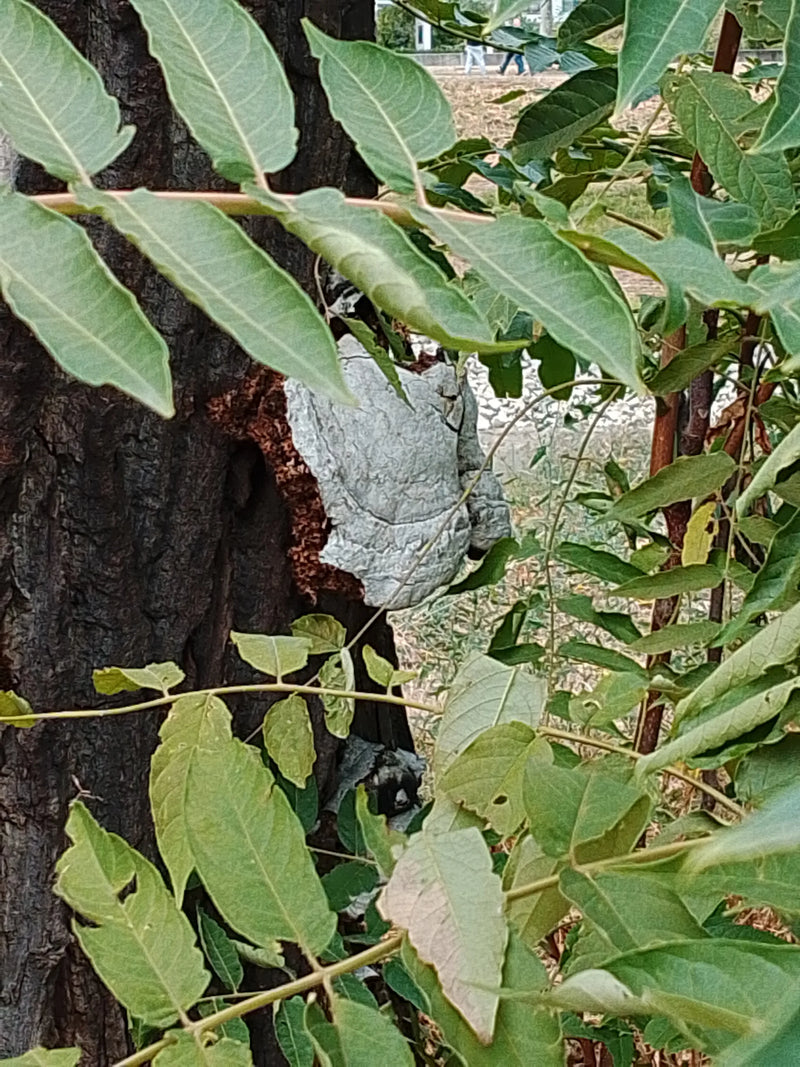 È visibile il corpo fruttifero grigio a forma di zoccolo dell'esca che cresce su un tronco d'albero. In primo piano, foglie verdi ostruiscono parzialmente la...