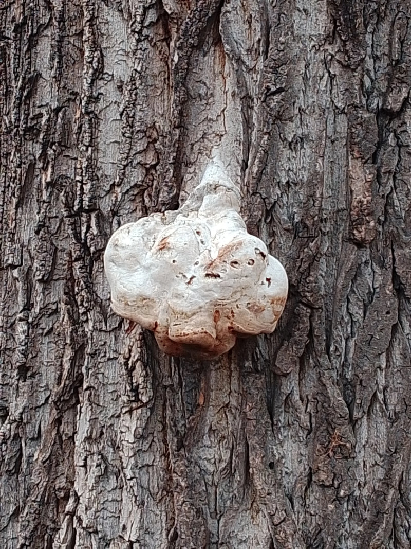 È visibile un giovane corpo fruttifero di fomite, attaccato saldamente alla corteccia di un albero. Il fungo chiaro e bulboso cresce direttamente dal tronco.