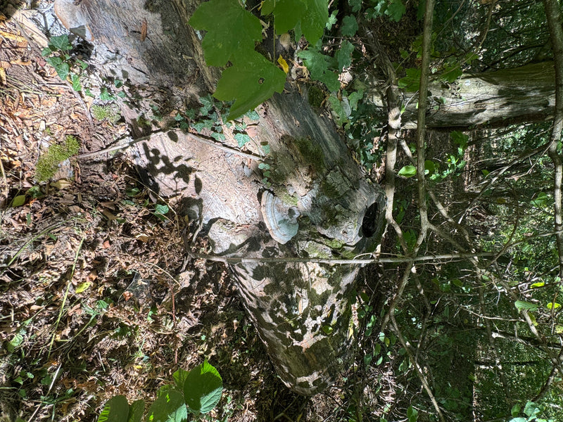 Un amadouviere cresce chiaramente visibile sulla corteccia di un tronco d'albero caduto e muschioso nel bosco. Il corpo fruttifero legnoso mostra la tipica f...