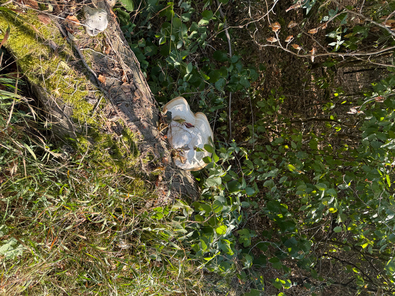 Un corpo fruttifero bianco-grigiastro di esca da fuoco cresce su un tronco d'albero caduto e coperto di muschio.