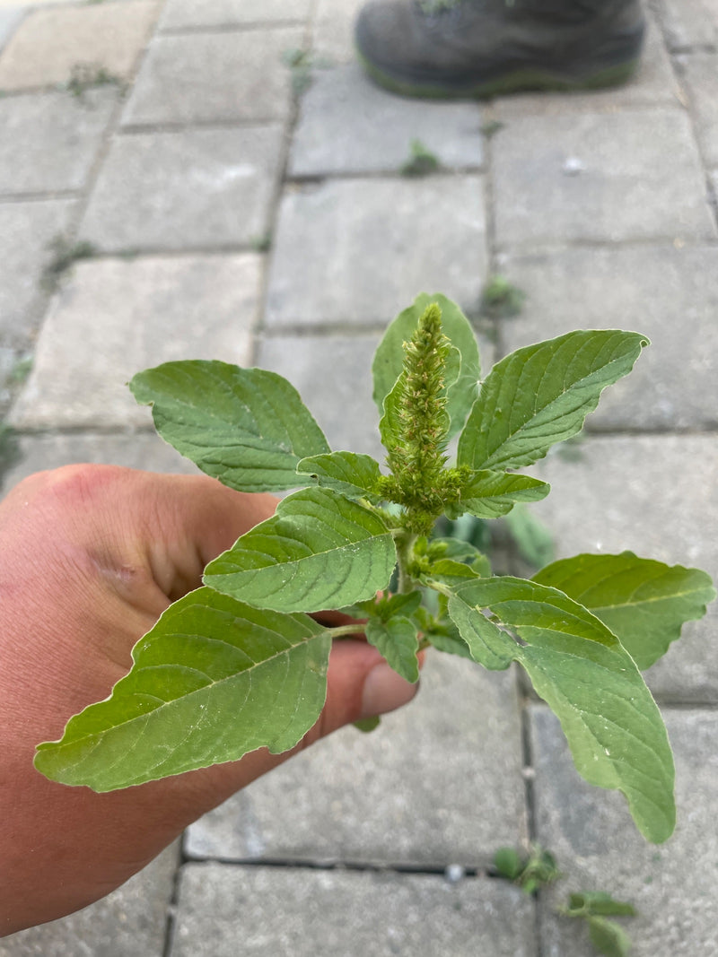 Zurückgekrümmter Fuchsschwanz — Bild 2