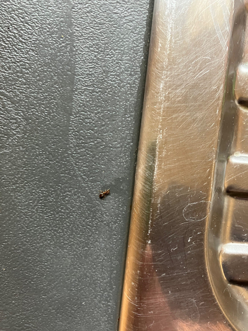 Formica da giardino bicolore — Bild 1