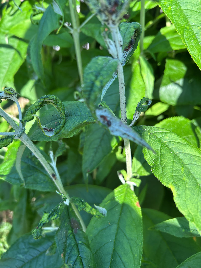 Diverse formiche bicolori strisciano su foglie e steli di piante verdi. Le foglie sono parzialmente arrotolate.
