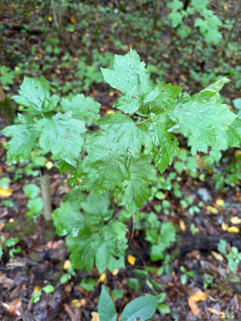 Biancospino a due manici (varietà 'Paul's Scarlet') — Bild 1