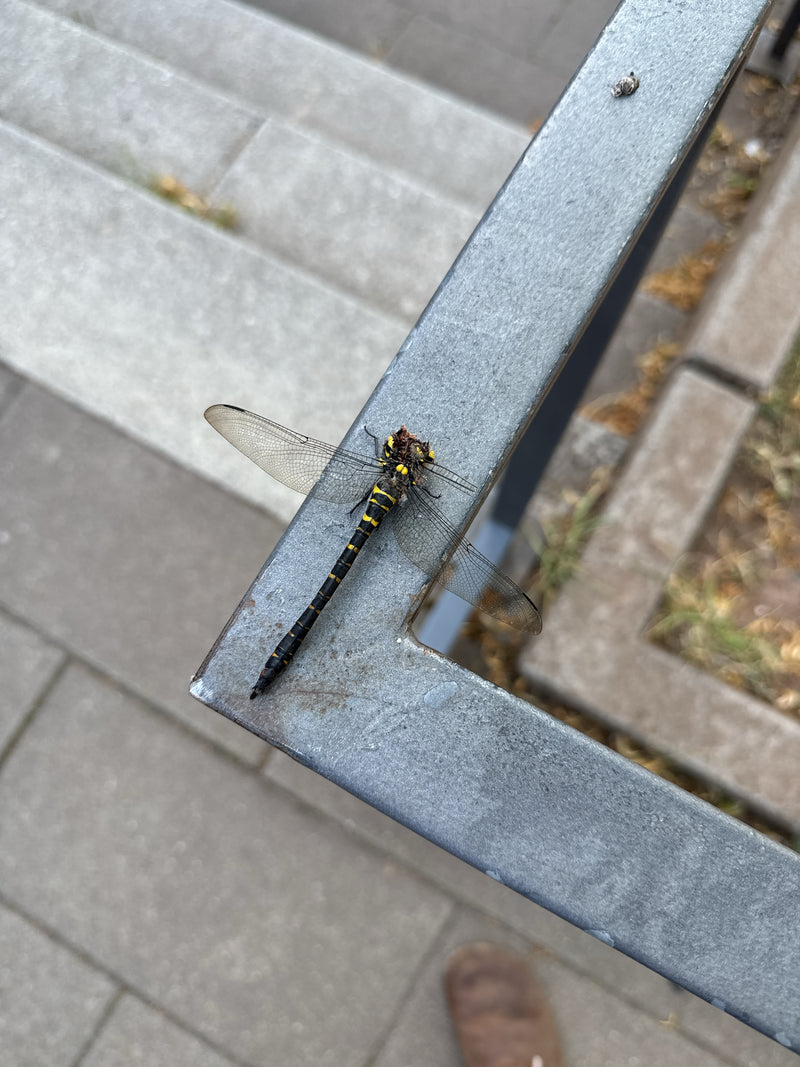 Damigella primaverile a due strisce — Bild 1