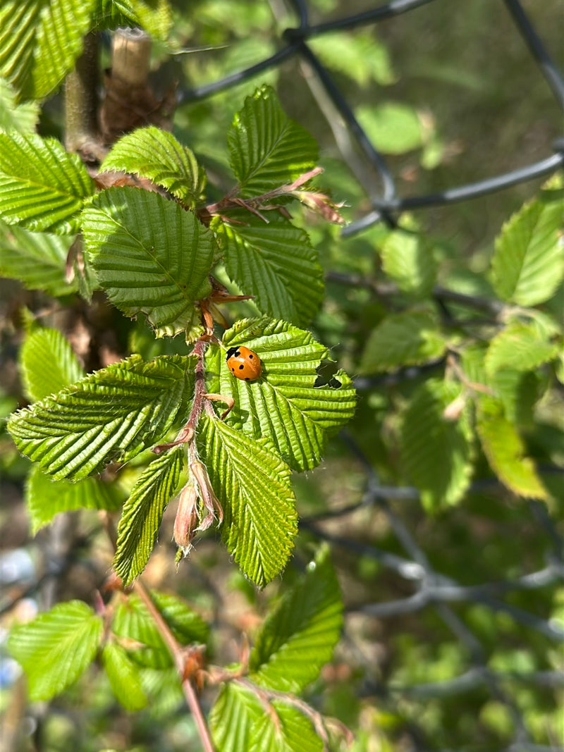 Coccinella di abete rosso a due macchie — Bild 2
