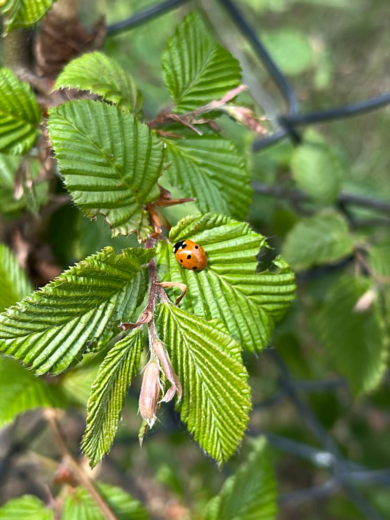 Coccinella di abete rosso a due macchie — Bild 1