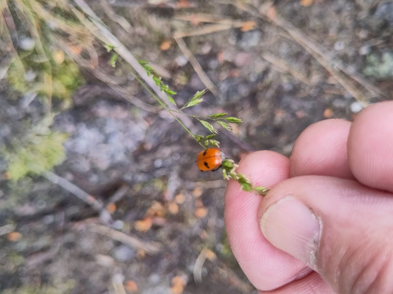 Una coccinella bipuntata siede su un sottile fil d'erba, tenuto delicatamente da dita umane. L'insetto rosso mostra caratteristiche macchie nere sulle sue el...