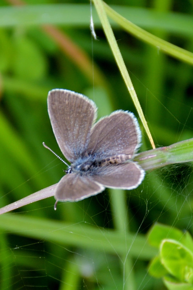 Blueling nano — Bild 1
