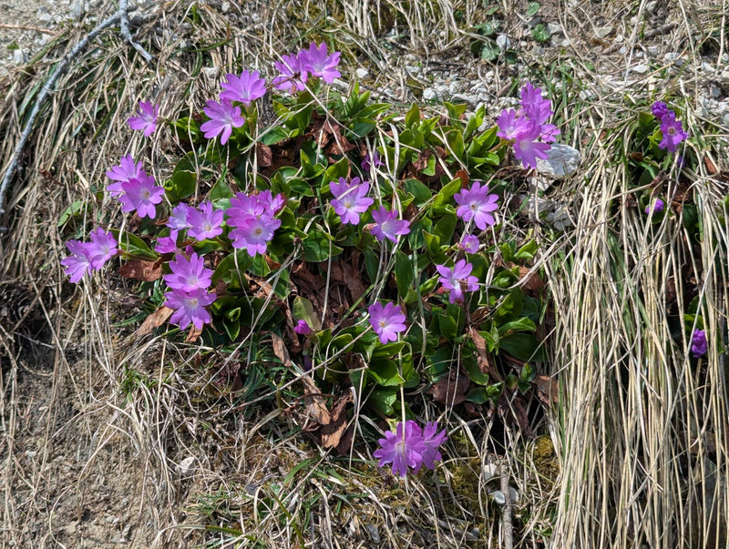 Primula nana — Bild 1