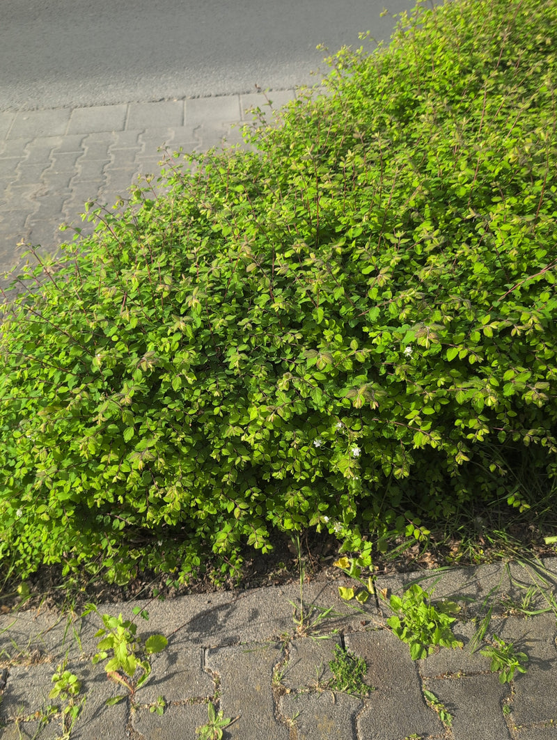 Spirea nana — Bild 3