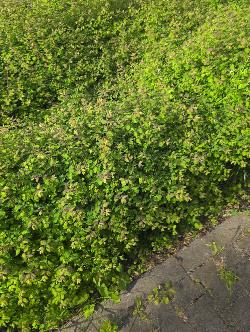 Spirea nana — Bild 2