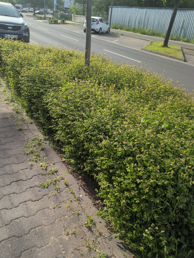 Spirea nana — Bild 1