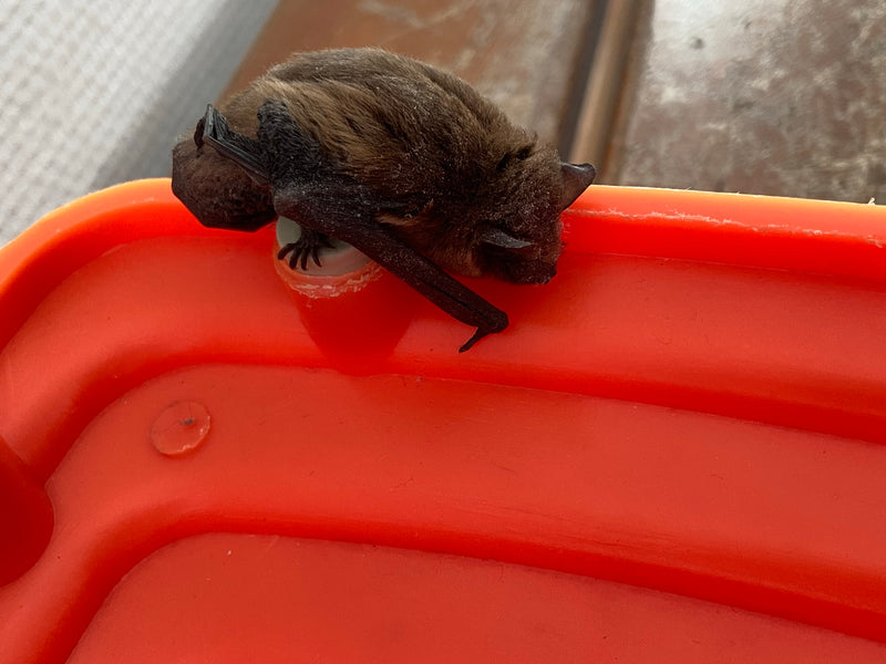 Pipistrello pigmeo — foto 3 di 3