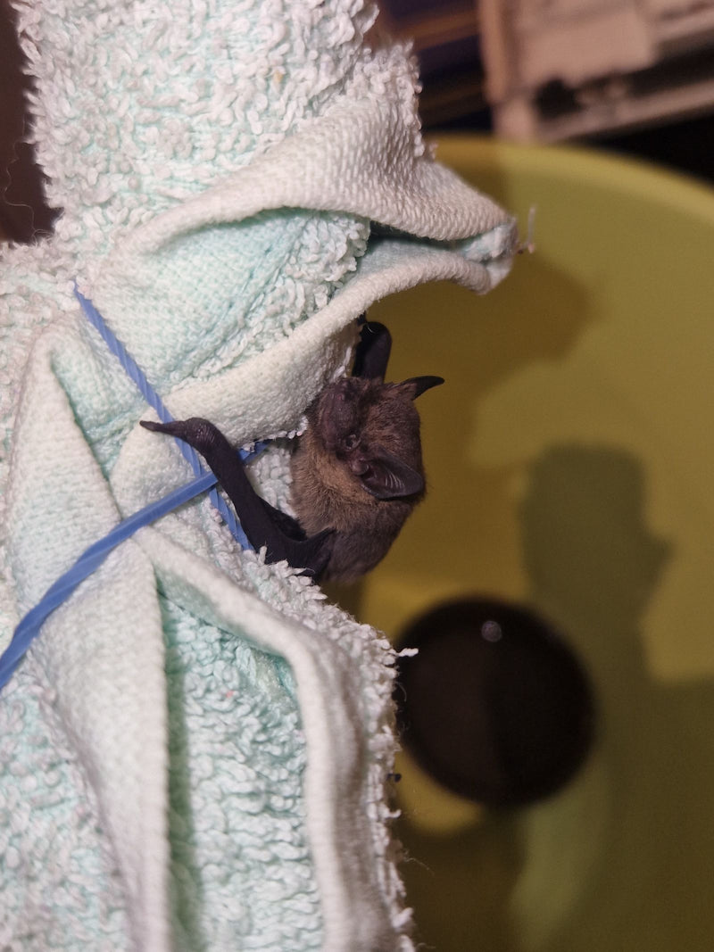 Pipistrello pigmeo — foto 1 di 3