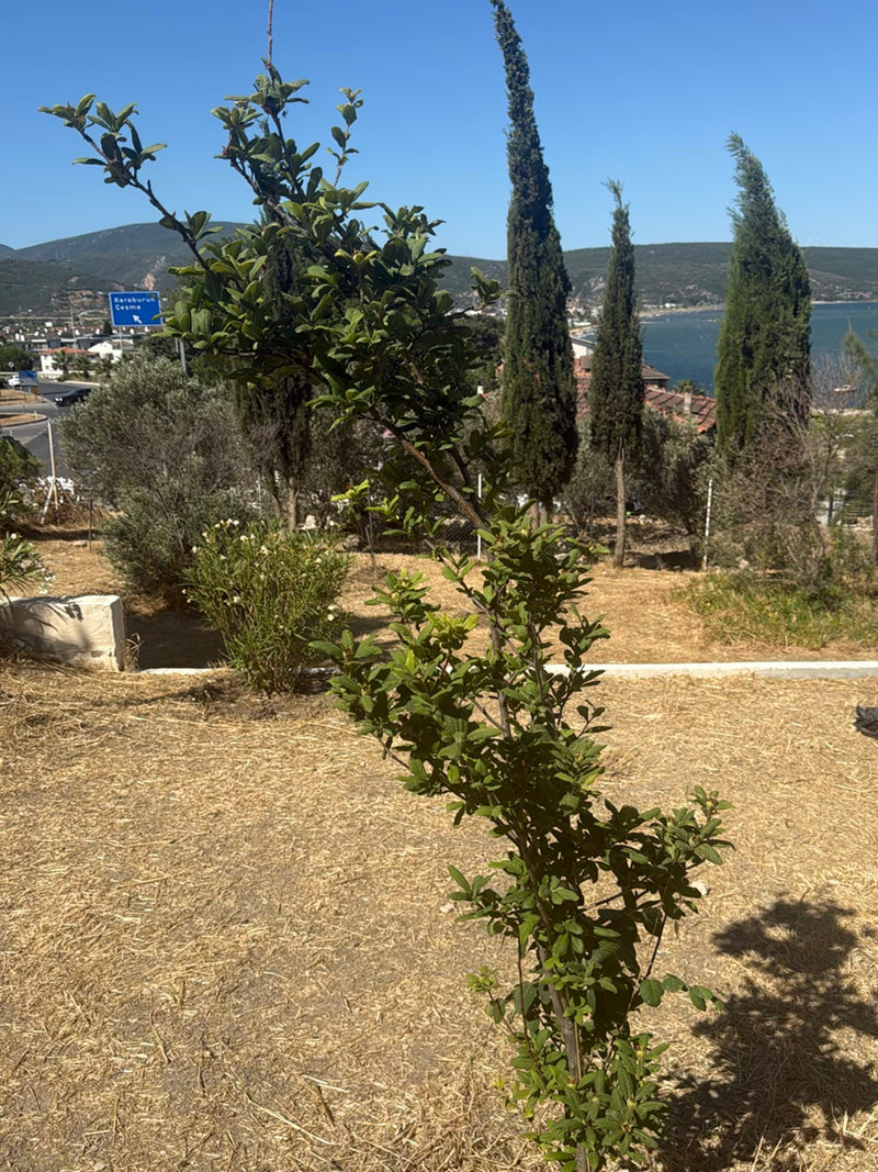Cotonastro — Bild 2