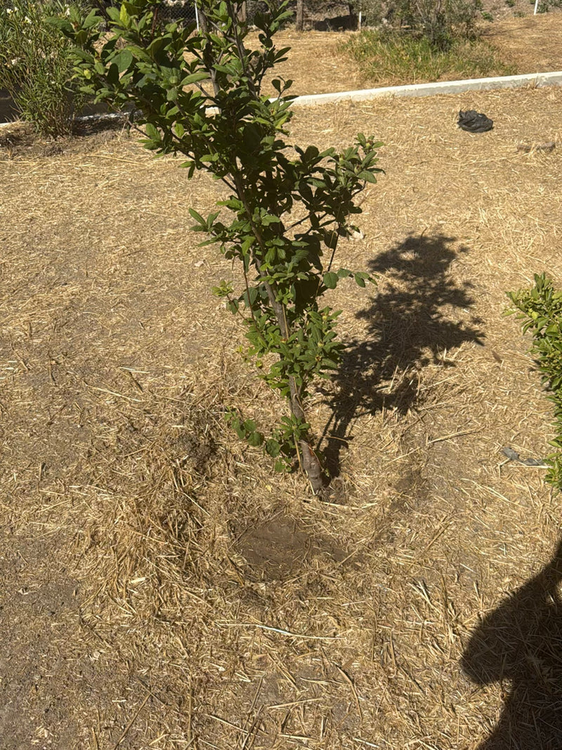 Cotonastro — Bild 1