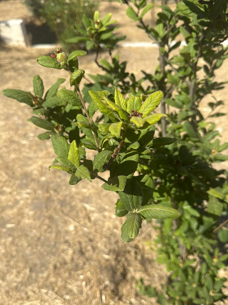 Cotonastro — Bild 3