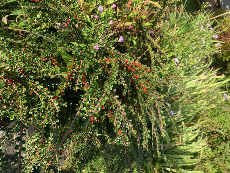 Cotonastro — foto 1 di 5
