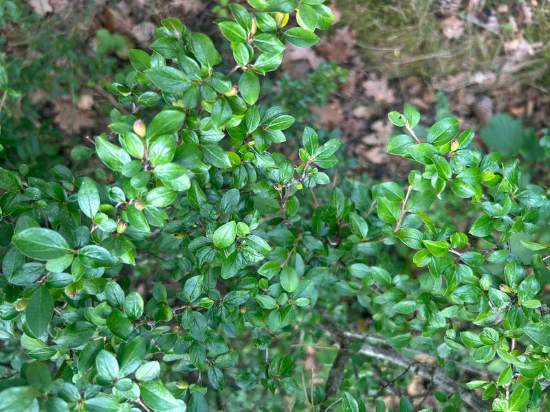 Cotonastro — foto 4 di 5