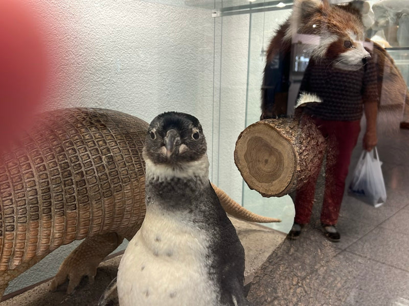 Piccolo pinguino — foto 1 di 1