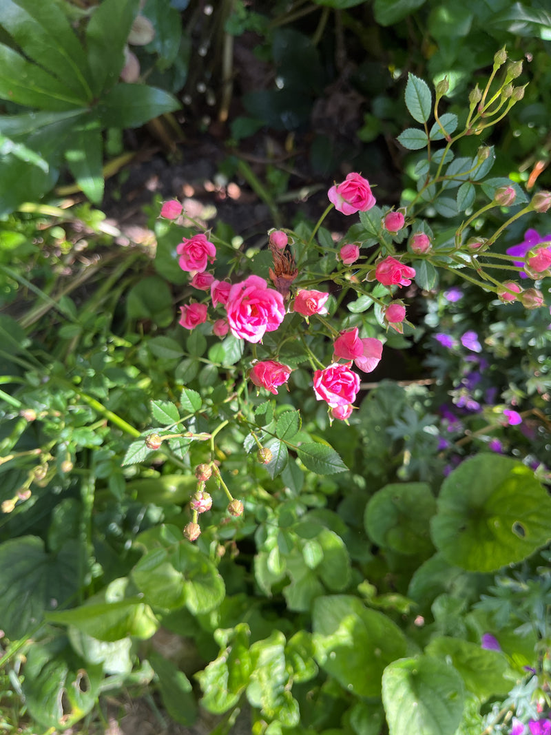 Rosa nana — Bild 4